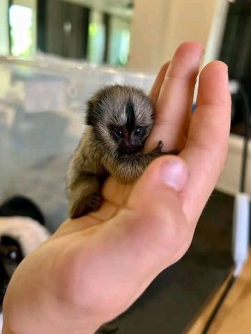 Seidenäffchen-Babys verfügbar ... kontaktieren Sie mich per WhatsApp unter: +44 7453 907158