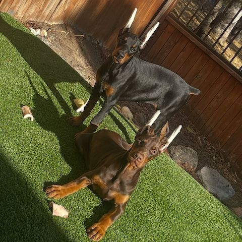 Europäische Dobermann Welpen – Familienfreundlich & Charakterstark
