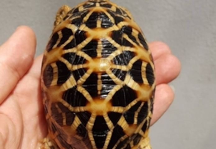 Schildkröten zu verkaufen.
