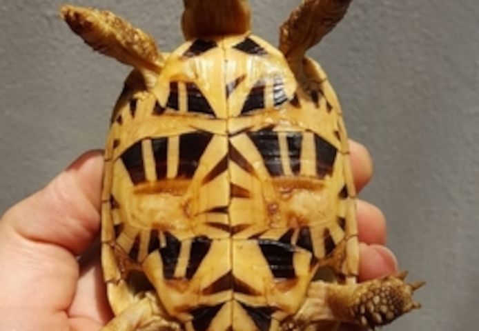 Hochwertige Schildkröten zu Top-Preisen!