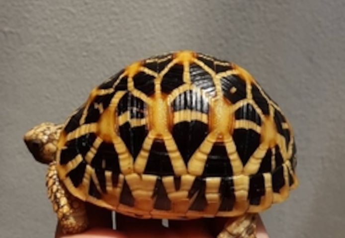 Schildkröten verschiedener Arten zu verkaufen
