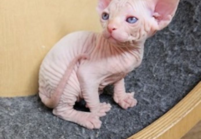 Sphynx-Kätzchen jetzt erhältlich