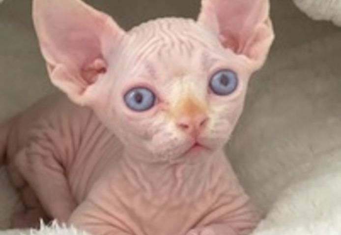 Sphynx-Kätzchen jetzt bezugsfertig