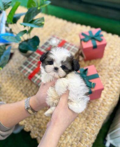 Männliche und weibliche Shih Tzu-Welpen.