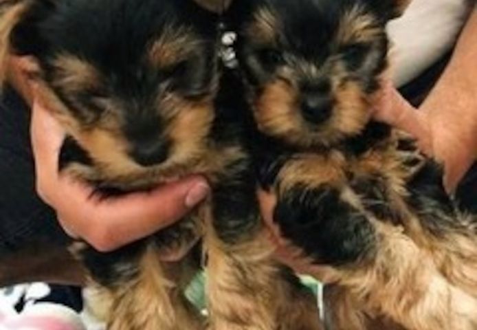 Yorkie Welpen verfügbar