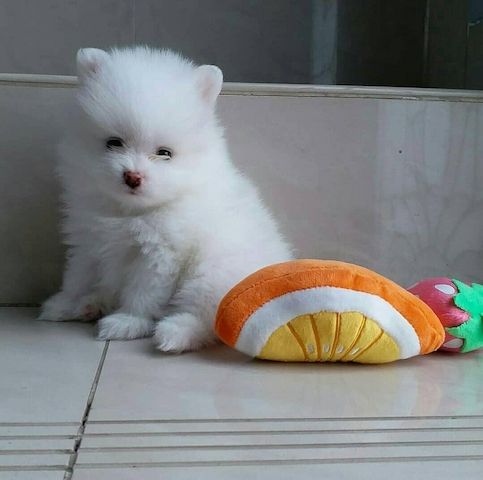 Zwergspitz-Welpen (Pomeranian) zu verkaufen