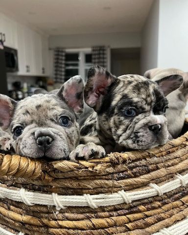 Liebevolle Französische Bulldoggen Welpen