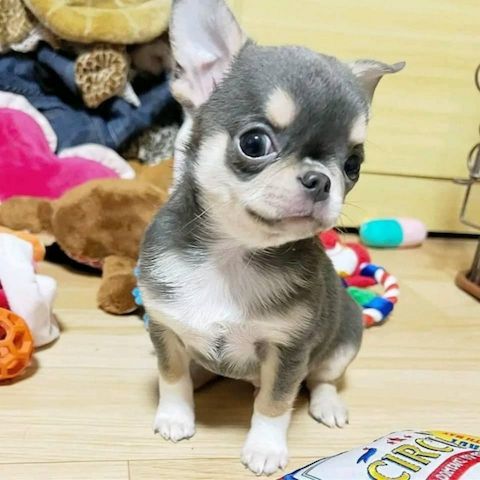 Teacup-Chihuahua-Welpen suchen ein Zuhause