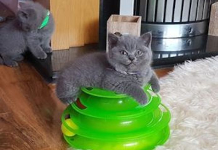 Russisch-Blau-Katerchen