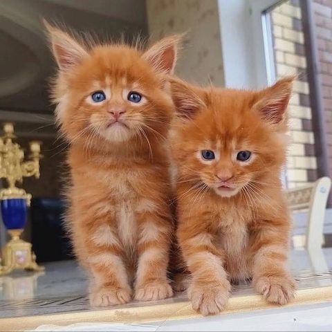 Wunderschöner Maine-Coon-Wurf,
