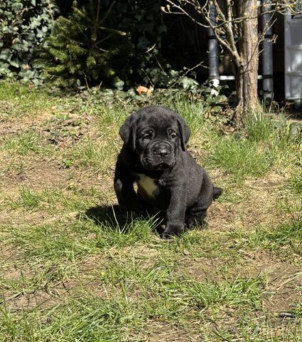 Reinrassige Cane-Corso-Welpen aus Champion-Linie