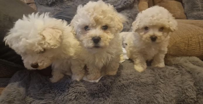 Bichon-Frisé-Welpen zu verkaufen