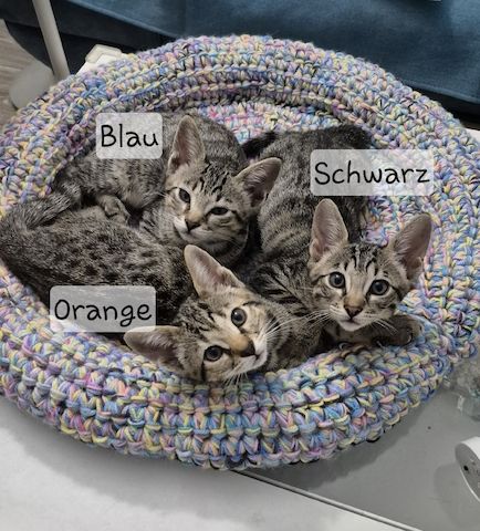 Wunderschöne Bengal-Siam Mix