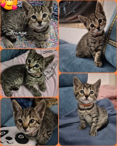 Wunderschöne Bengal-Siam Mix