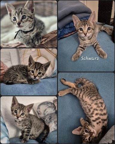 Wunderschöne Bengal-Siam Mix