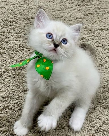 Ragdoll-Kätzchen abzugeben