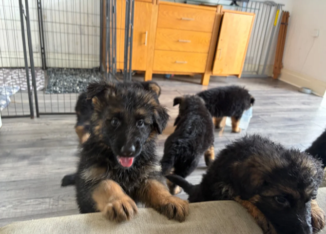 Langhaarige Deutsche Schäferhunde Berlin