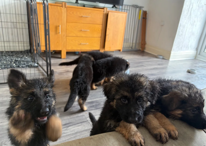 Langhaarige Deutsche Schäferhunde Berlin