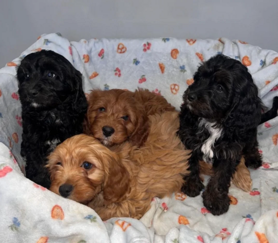 Cavapoo-Welpen Köln zu verkaufen.
