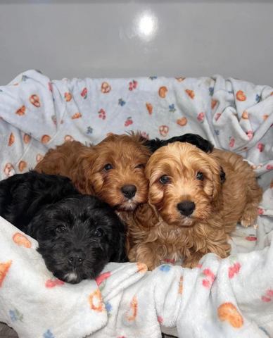 Cavapoo-Welpen Köln zu verkaufen.