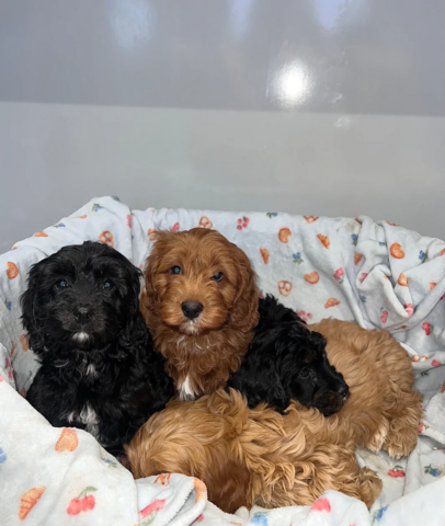 Cavapoo-Welpen Köln zu verkaufen.