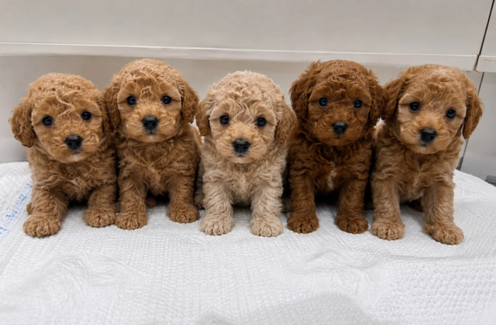 Cavapoo-Welpen (Toy-Rasse) zu verkaufen.