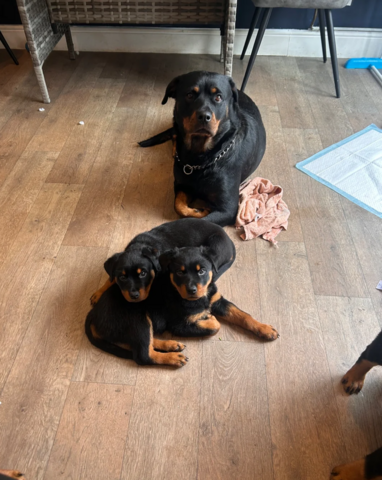 Rottweilerwelpen in Frankfurt abzugeben!
