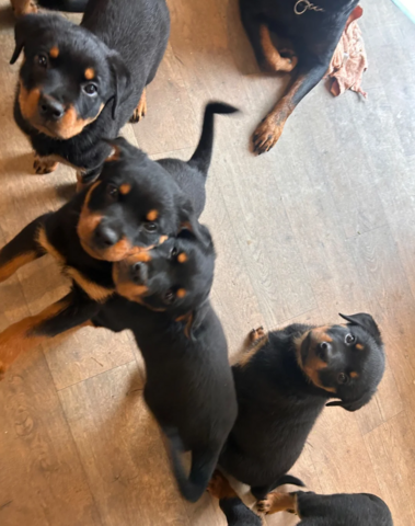 Rottweilerwelpen in Frankfurt abzugeben!