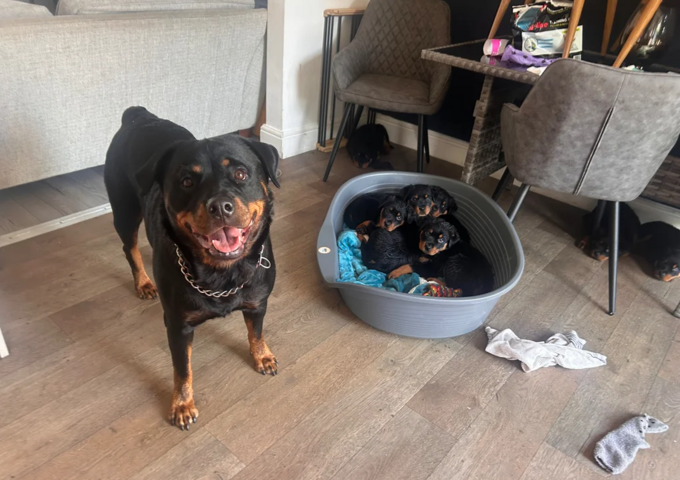 Rottweilerwelpen in Frankfurt abzugeben!
