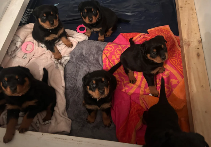 Rottweilerwelpen in Frankfurt abzugeben!
