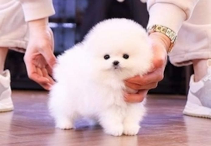 Superniedliche Pomeranian-Welpen