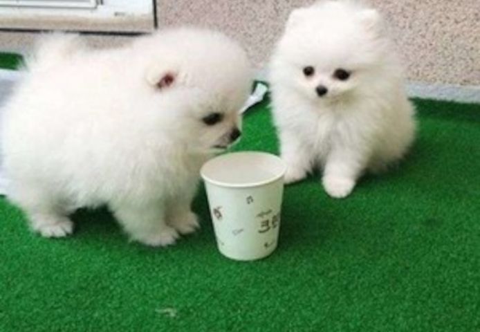 Super Pomeranian Zwergspitz-welpen