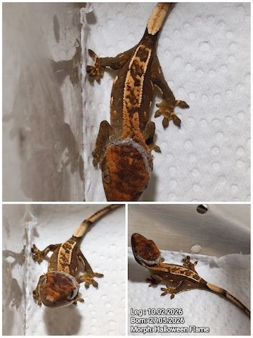 Correlophusciliatus Kronengecko