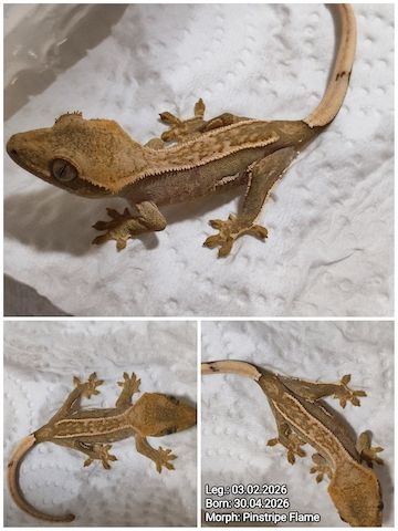 Correlophusciliatus Kronengecko
