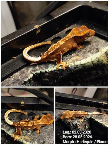 Correlophusciliatus Kronengecko