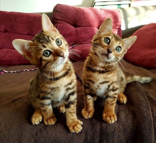 Bengal-Kätzchen in liebevolle Hände abzugeben