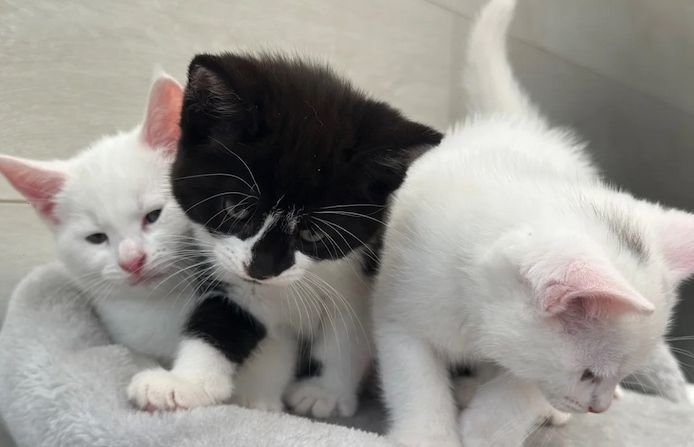 3 bezaubernde Angora-Kätzchen suchen ihr Zuhause fürs Leben!
