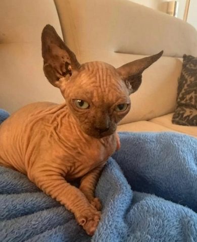 Sphynx-Kätzchen anbieten zu können