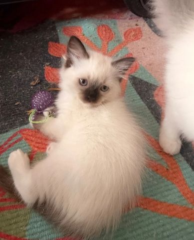 Süße Ragdoll-Kätzchen zu verkaufen
