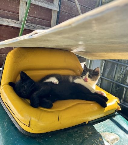 Zwei süße Kater vom Land