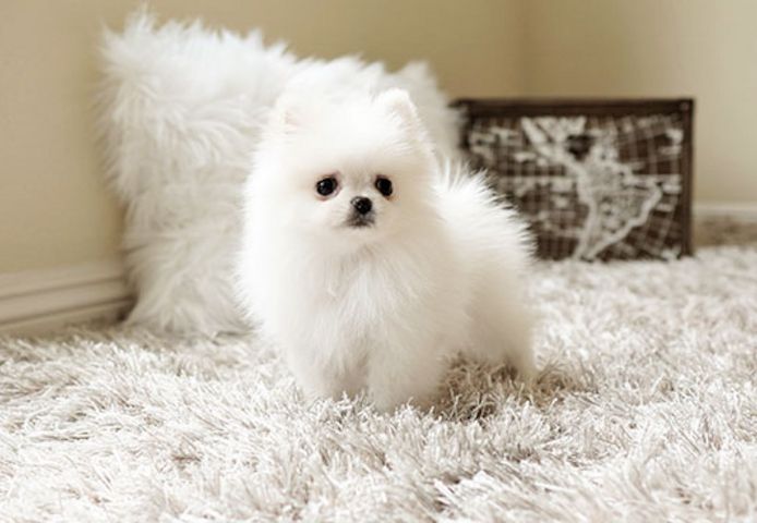 Zwergspitz-Welpen (Pomeranian) abzugeben