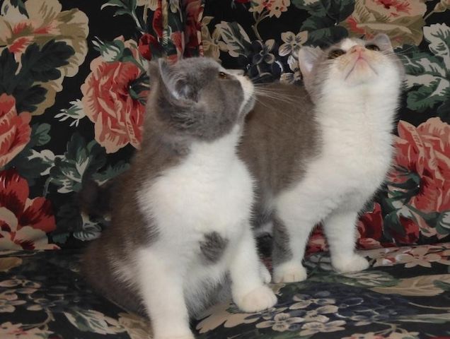 Britisch Kurzhaar (BKH), Katzenbabies, Katzenbabys, Kitten, (w)