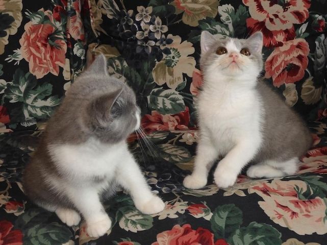 Britisch Kurzhaar (BKH), Katzenbabies, Katzenbabys, Kitten, (w)
