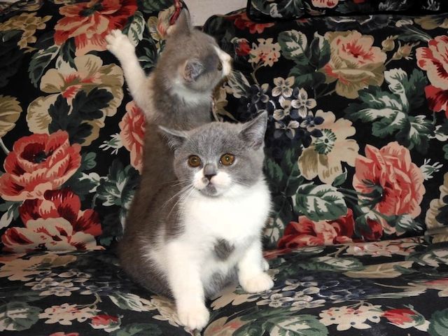 Britisch Kurzhaar (BKH), Katzenbabies, Katzenbabys, Kitten, (w)
