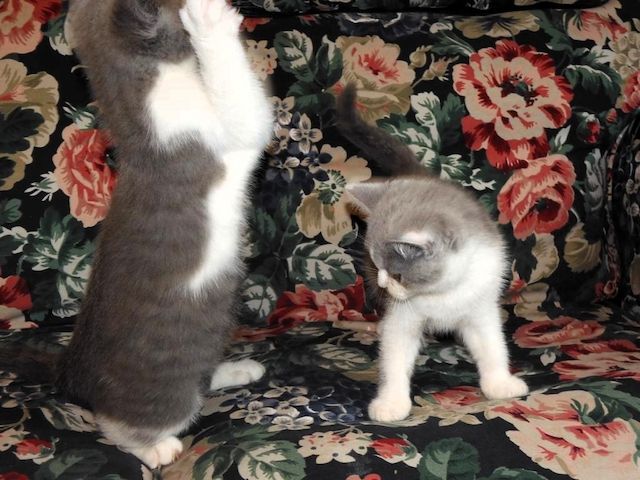 Britisch Kurzhaar (BKH), Katzenbabies, Katzenbabys, Kitten, (w)
