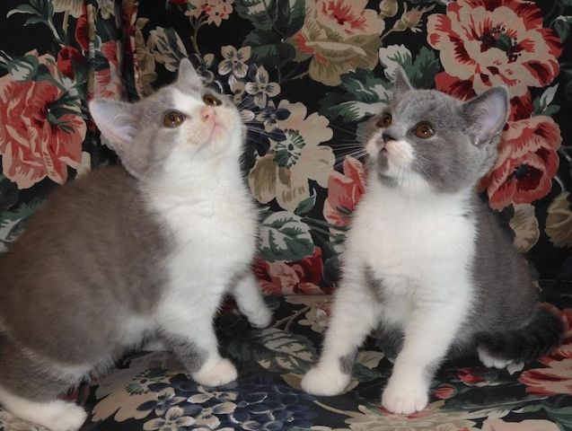 Britisch Kurzhaar (BKH), Katzenbabies, Katzenbabys, Kitten, (w)