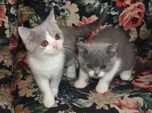 Britisch Kurzhaar (BKH), Katzenbabies, Katzenbabys, Kitten, (w)