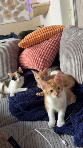 Katzen Kinder Babys 12 Wochen alt