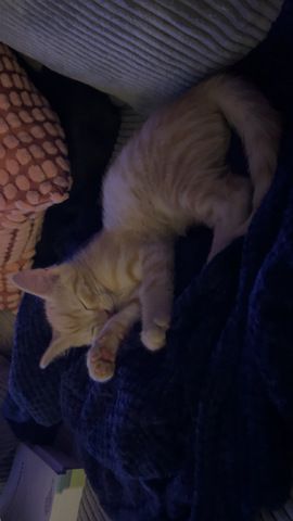 Katzen Kinder Babys 12 Wochen alt