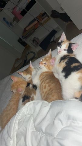 Katzen Kinder Babys 12 Wochen alt